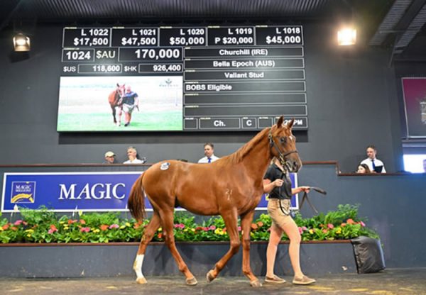 Churchill X Belle Epoch yearling colt selling for $170,000 at Magic Millions