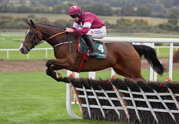 Cool Survivor (Westerner) Wins The Maiden Hurdle At Punchestown
