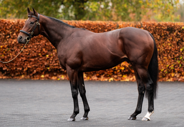 Delacroix Conformation 2