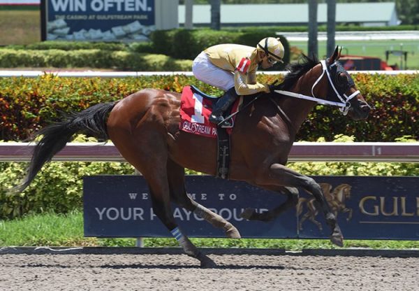 Diamond Oops (Lookin At Lucky) winning the  Buffalo Man Stakes at Gulfstream