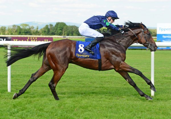 Don Julio (Caravaggio) Maiden Win At Tipperary