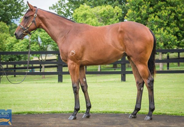 Fastnet Rock X Dreams And Wishes filly conformation shot