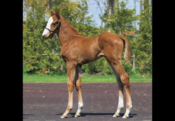 Justify ex Not Now Carolyn filly foal