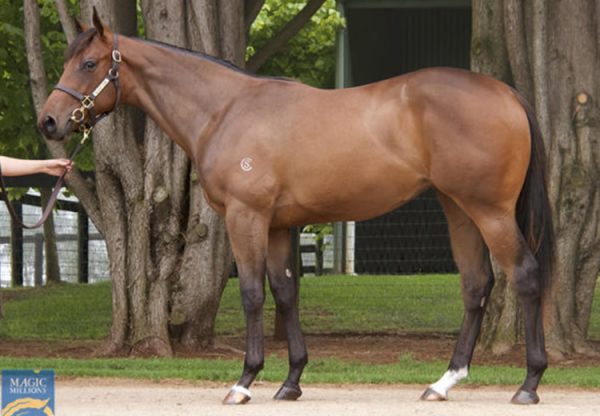 Pierro X Griante yearling filly conformation shot