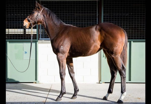 Vancouver ex Better Alternative filly selling for $625,000 at the Magic Millions Weanling Sale