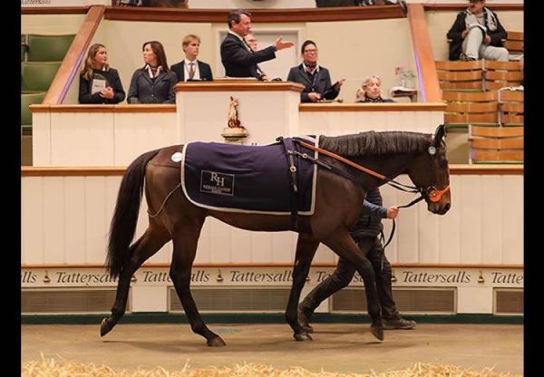 Fancy Man (Pride Of Dubai) selling for 675,000gns at Tatts HIT