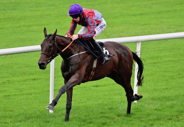 Fascile Mode (Walk In The Park) Wins The Maiden Hurdle At Punchestown