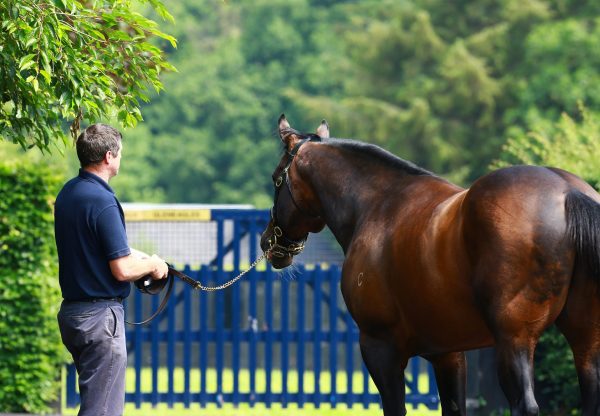 Fastnet Rock At Stables