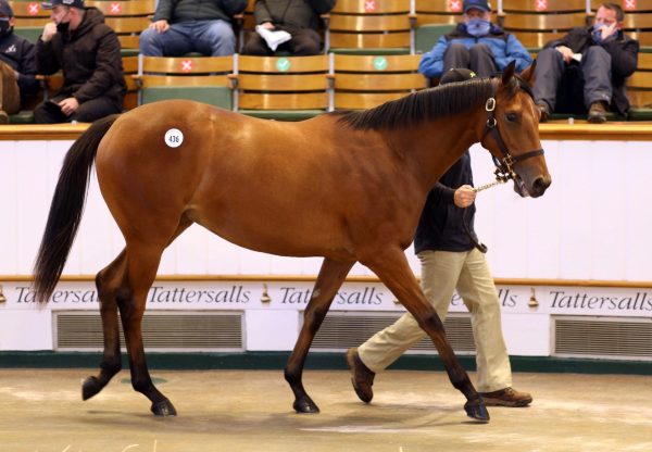 Galileo Filly Ex Shastye Tops Tattersalls Book 1