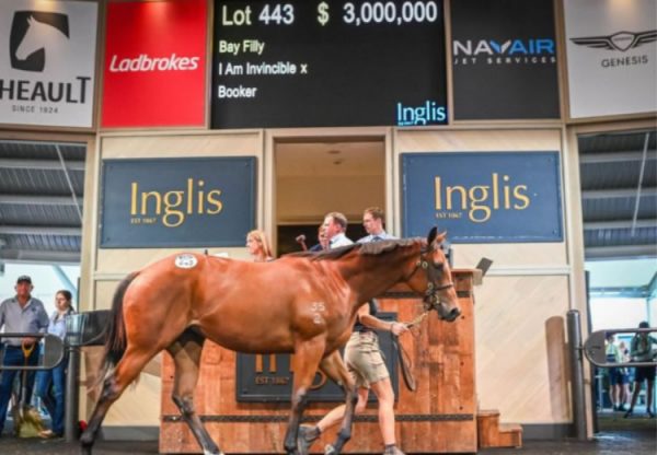 I Am Invincible X Booker yearling filly selling for $3 million at Inglis Easter