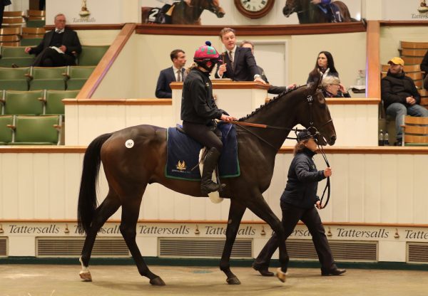 Im A Gambler (No Nay Never) Tops Day 2 Of Tattersalls Hit Sale