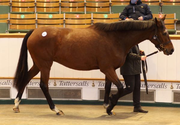It's Magic sells In Foal To Ten Sovereigns for 260,000gns at Tattersalls