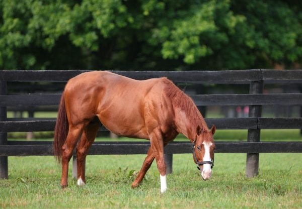 $500,000 Yearling for Jack