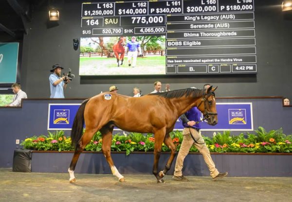 King's Legacy X Serenade yearling colt selling for $775,000 at Magic Millions