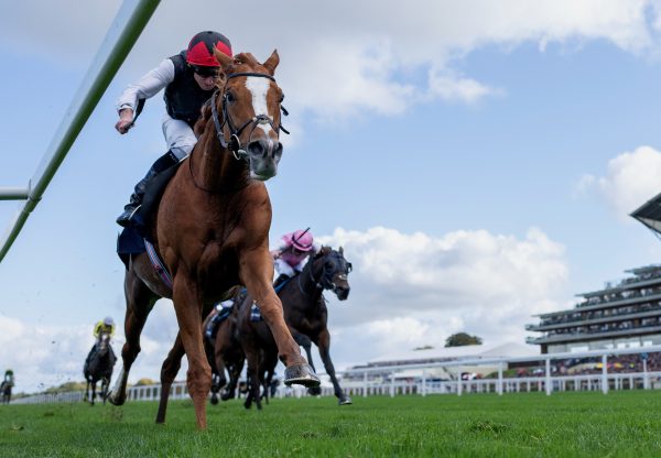 Kyprios Wins The Group 2 Long Distance Cup