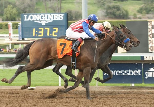 Luminance (Tale Of The Cat) winning an allowance race at Santa Anita