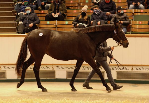 Lady In Lights Sells In Foal To No Nay Never at Tattersalls