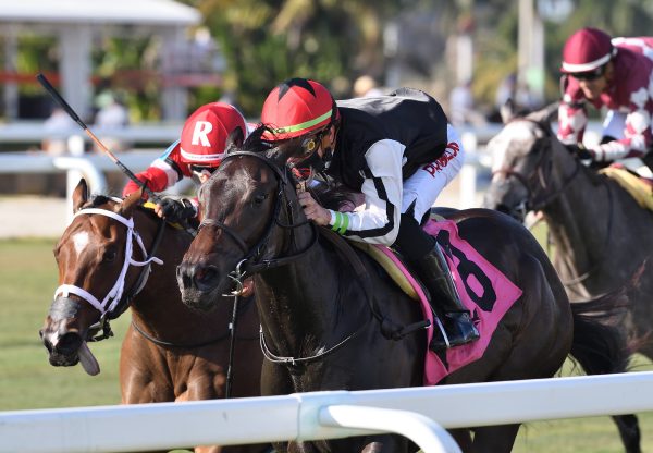 Lia Marina (Uncle Mo) winning the Wait A While Stakes at Gulfstream Park
