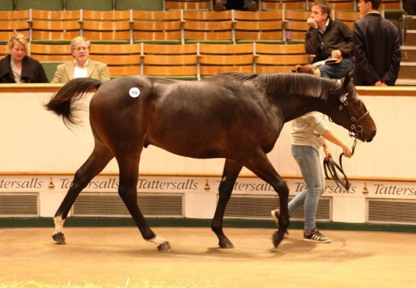 Lot 724 Tbk2 1775© Tattersalls Web