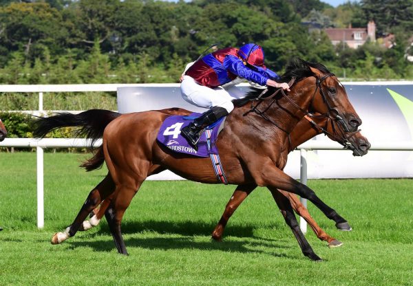 Luxembourg (Camelot) Wins The Group 1 Irish Champion Stakes at Leopardstown