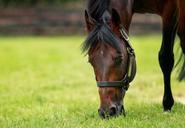 Magna Grecia Grazing