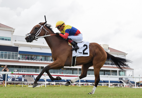 Majestic Venezuela (Mendelssohn) Wins The Miss Gracie