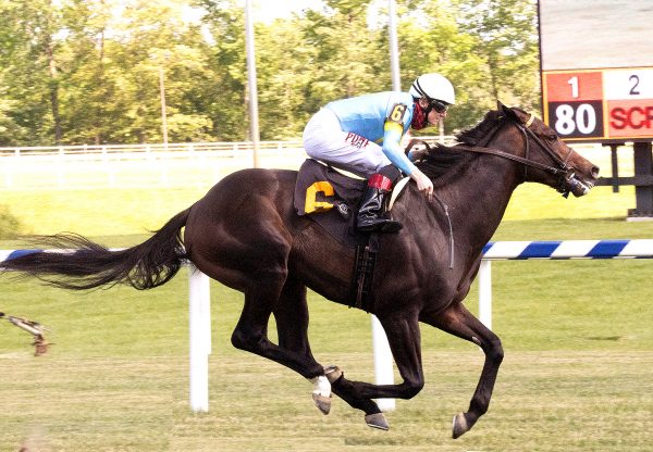 Maryland Mo (Uncle Mo) wins Laurel Maiden