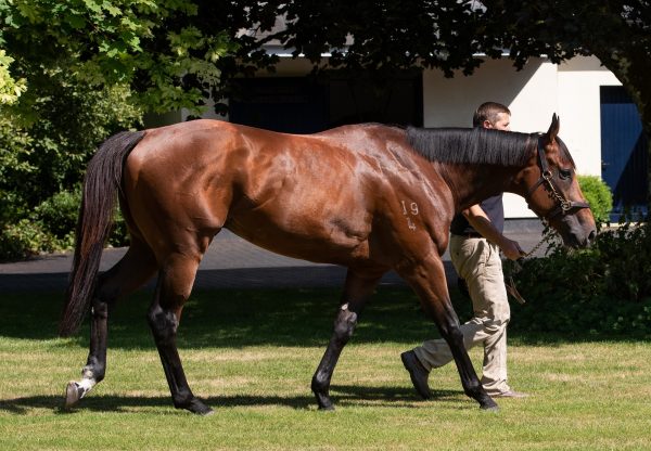 Merchant Navy (Fastnet Rock) pictured at Coolmore Ireland
