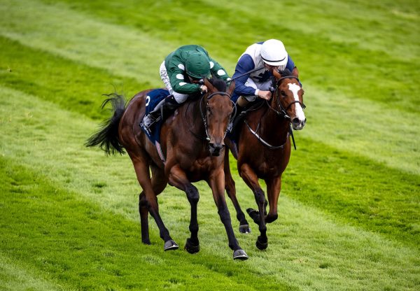 Miracle Beauty (Sioux Nation) Wins The Fillies Maiden At Naas