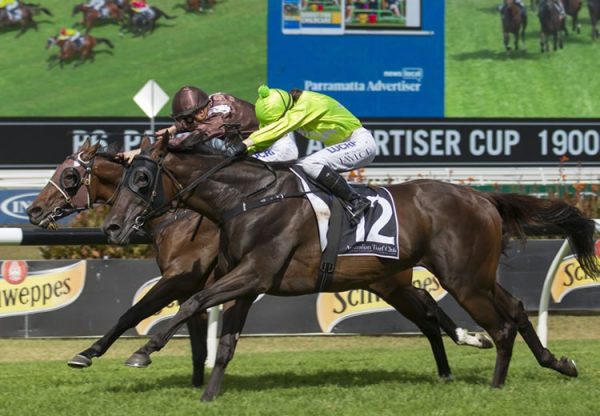More Energy (Fastnet Rock) winning the Listed ATC Parramatta Cup at Rosehill