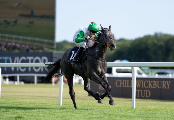 Mukaber (No Nay Never) Wins At Newbury