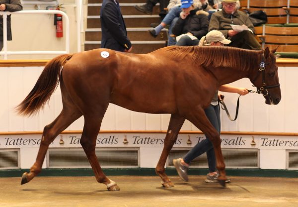 No Nay Never Colt Breaks Records At Tattersalls Book 2