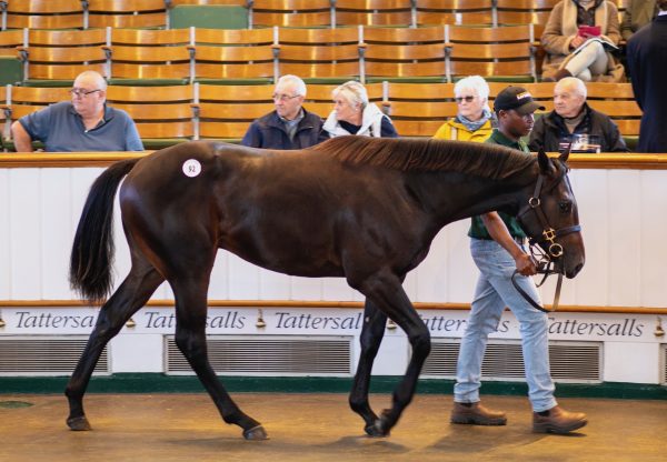 No Nay Never Colt Ex Bella Estrella At Book 1