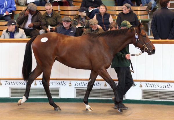 No Nay Never Filly Ex Lady Ederle Tops Day 1 Of Tattersalls Book 1