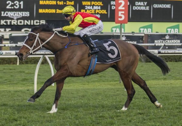 Omei Sword (High Chaparral) winning the G2 Silver Shadow Stakes at Randwick