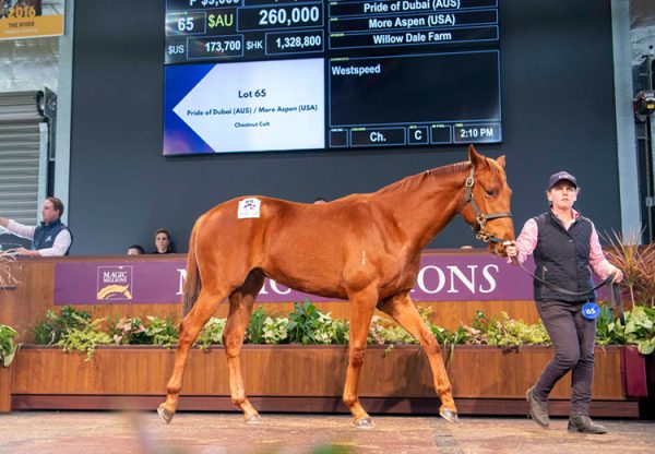 Pride Of Dubai X More Aspen yearling colt selling for $260,000