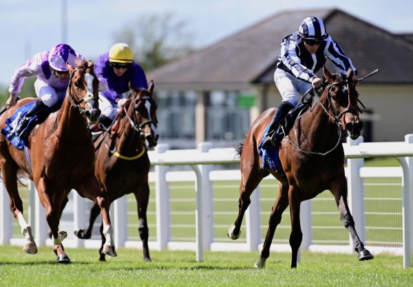 Papilio (Starspangledbanner) Makes A Winning Debut At The Curragh
