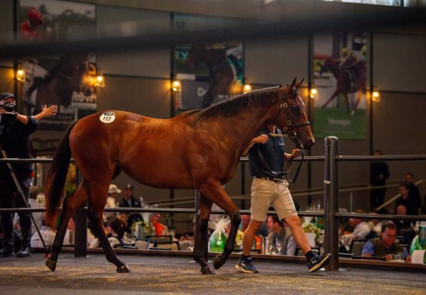 Pierro X Ennis Hill yearling filly selling for $1.75 million at Inglis