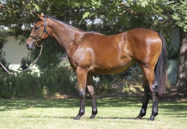 Pierro X Now Now yearling filly conformation shot