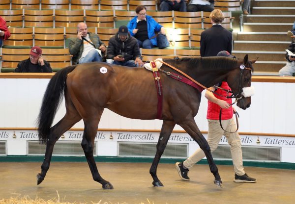 Ruling (Camelot) Fetches 300000Gns At The Tattersalls Hit Sale