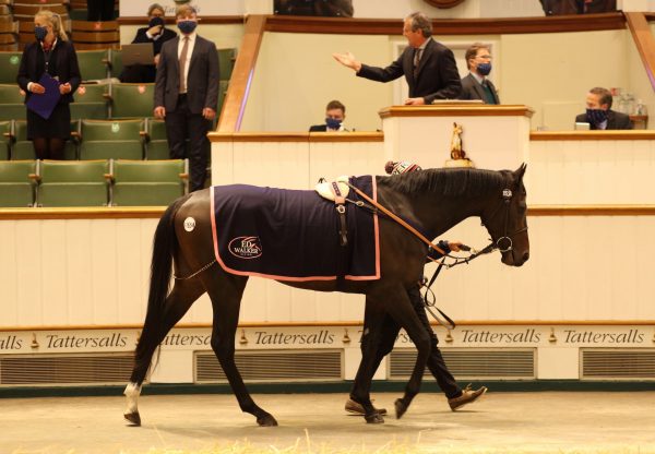 English King (Camelot) Tops The Tattersalls Hit Sale