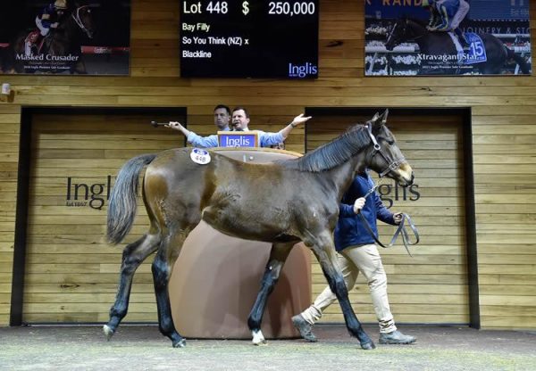 So You Think X Blackline Weanling Filly Selling For $250,000
