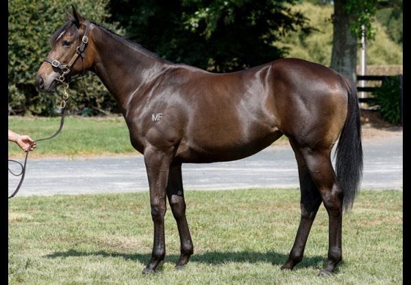 So You Think X French Success yearling filly conformation shot