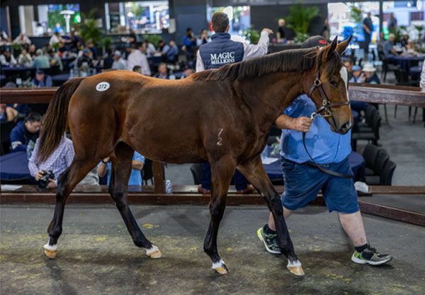 So You Think X Marquise Da Rossa selling for $400,000 at the Magic Millions National Weanling Sale