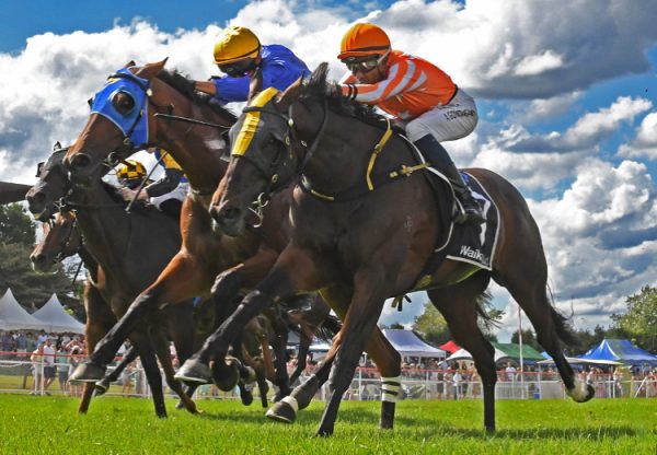 Saint Alice (So You Think) winning the Listed Matamata Veterinary Services Equine Kaimai Stakes in New Zealand