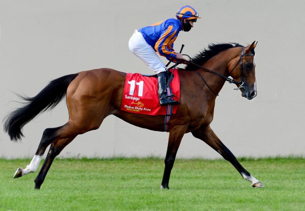 Santiago on his way to the start of the Gr.1 Irish Derby at the Curragh