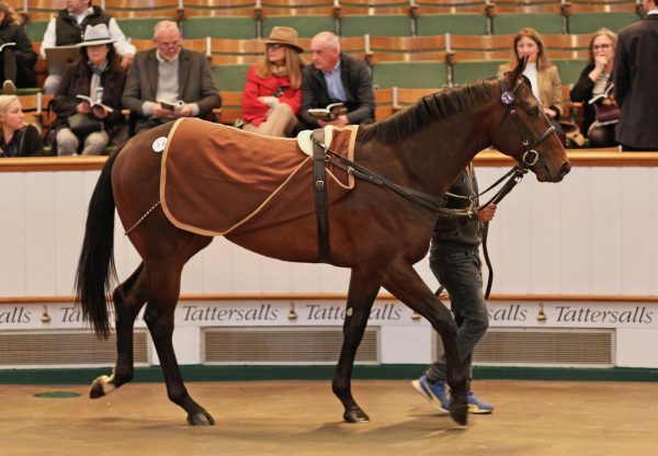 Saxon Warrior Colt X Kinaesthesia Sells For 210000Gns