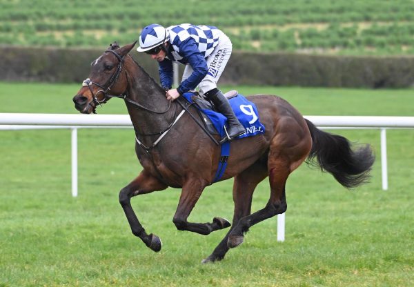 Soldaro (Soldier Of Fortune) Wins The Maiden Hurdle At Clonmel