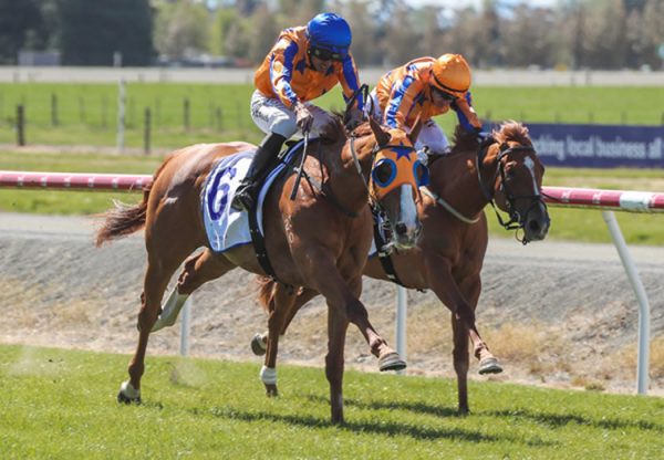 Star Of Justice (Justify) winning the Gr.3 Barneswood Farm Stakes at Ashburton