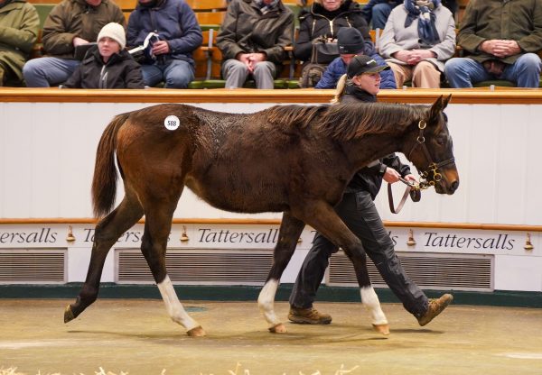 Starspangledbanner Filly Ex Zoella Sells For 175000Gns